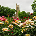 Duke Chapel and Roses