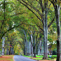 Willow Oak Trees