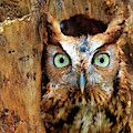 Eastern Screech Owl Perched in a Hole in a Tree