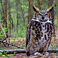 Great Horned Owl Standing on a Tree Log
